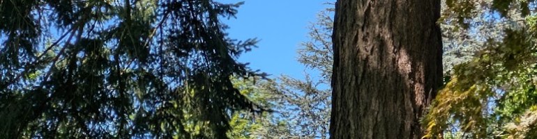 Tall trees and shrubs provide shade and coolness as the summer day heats up.