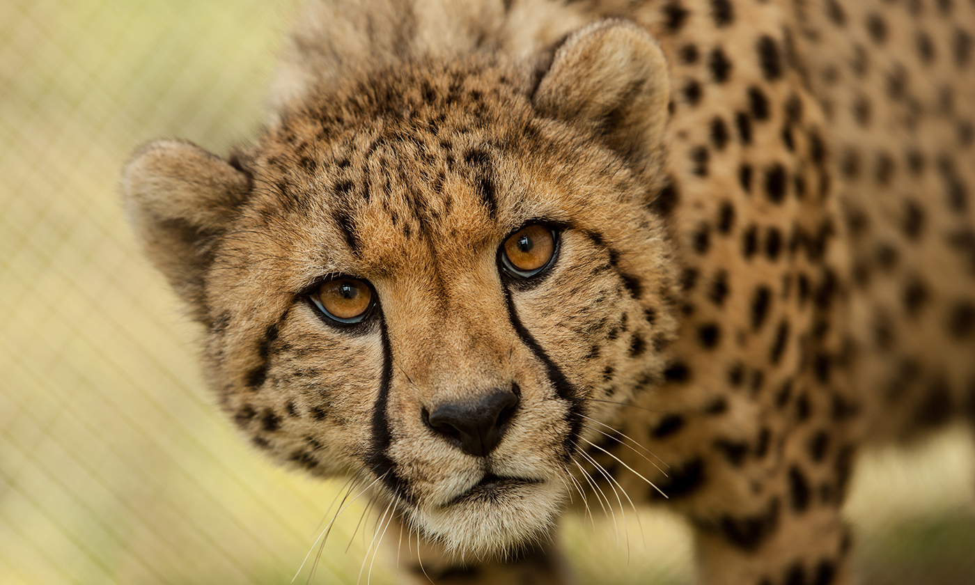 A cheetah, photographed in close-up, lowers her head and looks with great interest at something we cannot see.