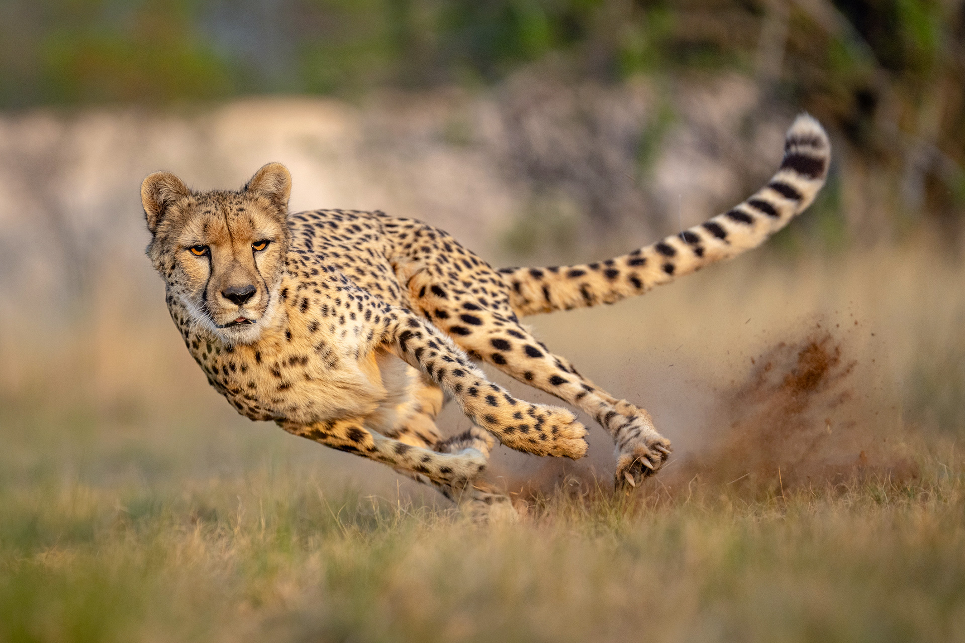 Seen from the front, a cheetah is running at great speed, leaning to the side as she zooms around a curve.