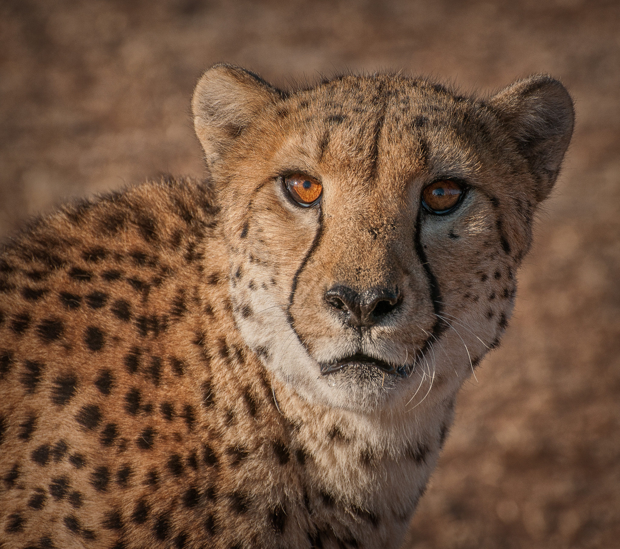 We see the head and shoulders of a cheetah who looks intensely past the camera.