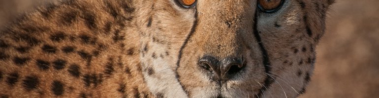 We see the head and shoulders of a cheetah who looks intensely past the camera.